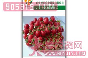 粉果樱桃番茄-圣粉1号-旭日农业