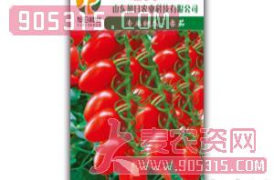 番茄种子-越夏红-旭日农业