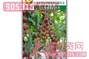 番茄种子-红霞-旭日农业