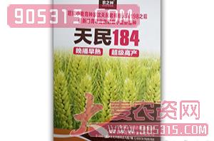天民184-小麦种子-帝益麦