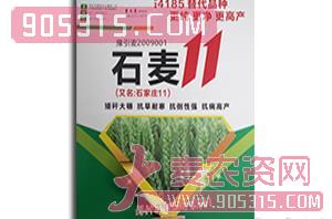 小麦种子-石麦11-洛丹种业农资招商产品