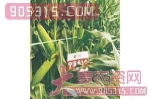 玉米种子-宁玉614-季诚种业农资招商产品