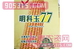 玉米种子-明科玉77-明天种业