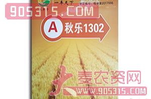 小麦种子-秋乐1302-禾丰子