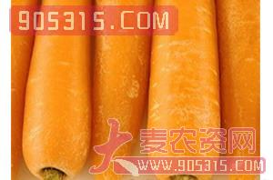 胡萝卜种子-胡萝卜EC1296-哈维农业农资招商产品