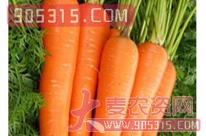 胡萝卜种子-胡萝卜EC228-哈维农业