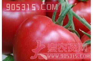 番茄种子-番茄NA118-哈维农业农资招商产品