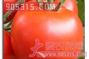 番茄种子-番茄NA166-哈维农业农资招商产品
