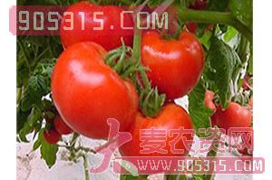 番茄种子-番茄NA105-哈维农业
