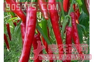 辣椒种子-美人椒-166-哈维农业