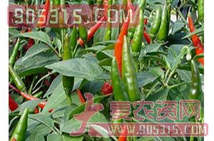 辣椒种子-JET-HOT-#2-哈维农业