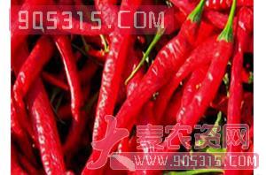 辣椒种子-DIVA-165-哈维农业
