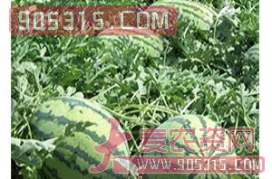 西瓜种子-CRIMSONBOY-哈维农业