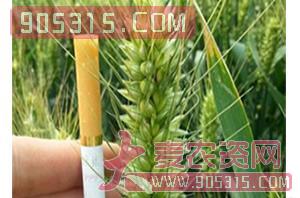 小麦种子-百农160-哈维农业