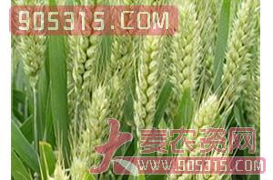 小麦种子-焦麦668-哈维农业