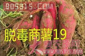 红薯苗-脱毒商薯19-沃土种业