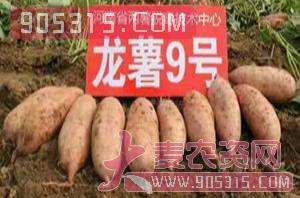 红薯苗-龙薯9号-沃土种业