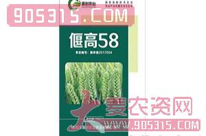 小麦种子-偃高58-浩迪农业