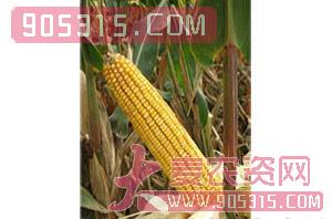 玉米种子-浚单20-浩迪农业农资招商产品