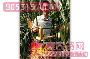 鑫丰盛966-玉米种子