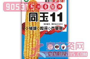 同玉11-玉米种子农资招商产品