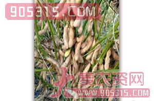 山宁17-大豆种子农资招商产品