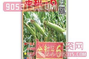 金粒辽禾6-玉米种子农资招商产品