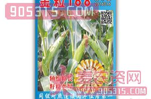 金粒168-玉米种子农资招商产品