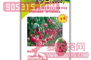西红柿种子-圣罗兰（3689）-安信农资招商产品