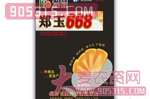 郑玉668-玉米种子-豫北种业农资招商产品