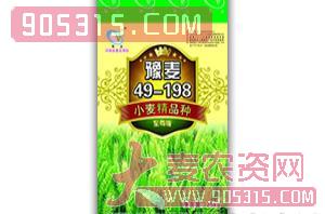 豫麦49-198-小麦种子-豫北种业农资招商产品