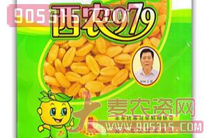 西农979-小麦种子-豫北种业农资招商产品