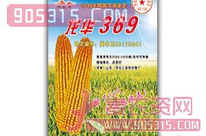 玉米种子-龙华369-家家丰农资招商产品