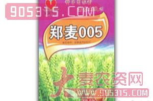 郑麦005-小麦种子-聚鑫农业