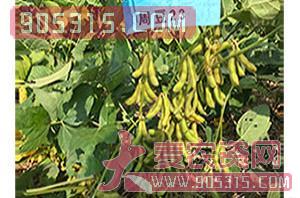 大豆种子-周豆23-地瑞种业农资招商产品