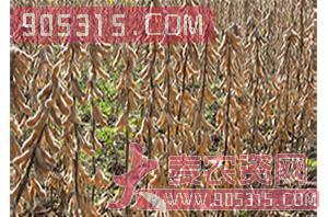 大豆种子-周豆21-地瑞种业