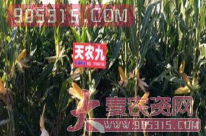 天农九-玉米种子-山奇农业农资招商产品