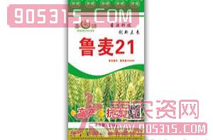 鲁麦21-小麦种子-圣源种业