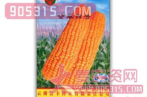 会单4号-玉米种子-会丰种业