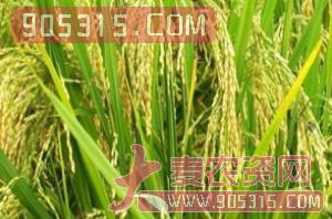 科丰182-水稻种子-会丰种业农资招商产品