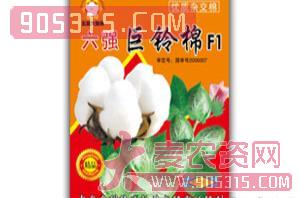棉花种子-六强巨铃王F1-先锋农资招商产品