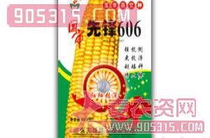 玉米种子-国审先锋606-先锋