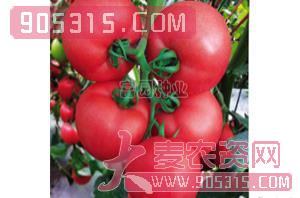 抗TY粉果番茄种子-宝来301-富园种业