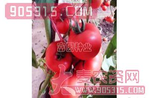 抗TY粉果番茄种子-胜星-富园种业农资招商产品