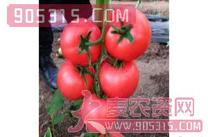 粉果番茄种子-科瑞-富园种业