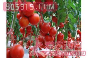 红果番茄种子-满地红-富园种业农资招商产品