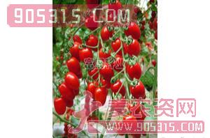 小番茄种子-东方粉珠-富园种业