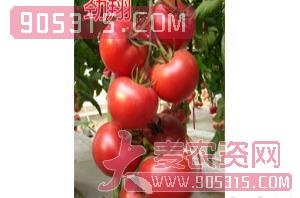 粉果番茄种子-劲翔-航瑞农业农资招商产品