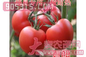 粉果番茄种子-夏朗-航瑞农业农资招商产品