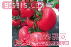 粉果番茄种子-胜达868-航瑞农业
